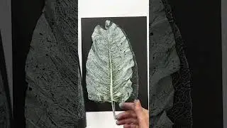 Monoprinting a Dock leaf  #printmaking