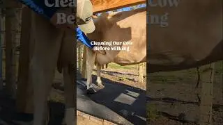 Cleaning Our Milk Cow Before Hand Milking 😊🐮