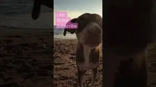 Canine Mental Health Awareness