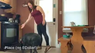 Boston Dog Trainers / Burlington Dog Trainers - 1 Year Old Black Lab, Stella!
