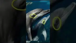 Tuifinriat thilnung awmzinga fing leh hmanraw hmang thiam tak Dolphin