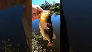 Fat belly fish 🐟 #fishing #bassfishing #nature