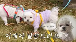봄이가 아파요..