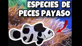 PECES PAYASO NEGRO Y BLANCO/ que especies hay?? / disponibles