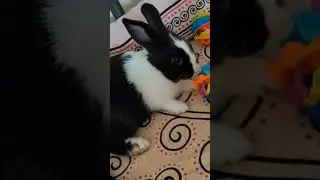 cute baby rabbit sleeping😴#cartoonvideo#ai #cute #rabbit #playing #shortsfeed #viralshort