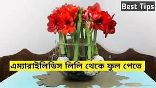 How to Get Flower in Amaryllidaceae Lily