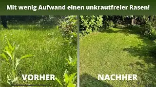 Sch&ouml;ner Rasen mit wenig Pflegeaufwand nach 7 Wochen 🌱 | Unkraut im Rasen ohne viel Aufwand entfernen