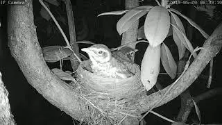 Robin Nest Live Stream Highlight - Slightly creepy movement coupled with night vision