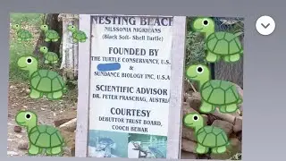 Turtle🐢 🐢 Nesting beech/turtle video//Turtle Pond/Black Soft-shell turtle/turtle 🐢/Mohan/kachchop 😱🥺
