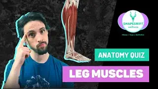 LOWER EXTREMITY MUSCLES | Anatomy QUIZ | Yoga Anatomy Lesson