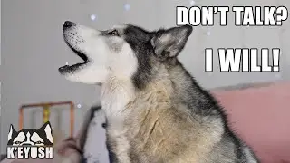 Using Reverse Psychology on My Husky Works!