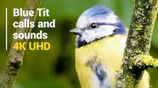 The Blue Tit's distinctive calls & songs #birds