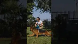 il DISC DOG #dog #dogtraining #germanshepherd #education #animals #nature #puppy