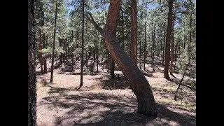 Explore Our Parks - Culturally Modified Trees