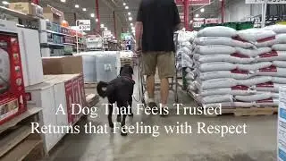 Service Dog in Training - Loose Lead equals TRUST