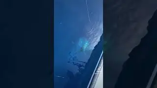 Massive Misty Grouper