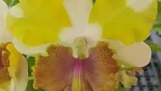 Моя новиночка den.Dragon Eye🔥 . Посадка и результаты по #Dendrobium phalaenopsis 🌼🌸🌼