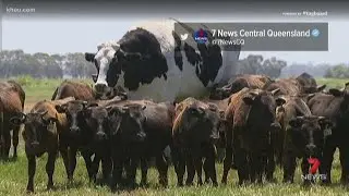 Totally Texas: Giant Australian cow goes viral
