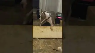 Sasha entrenando su hija para la vida