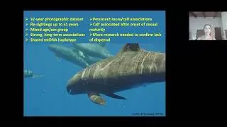 Unique Insights from Pygmy Killer Whales off the Island of Hawaiʻi