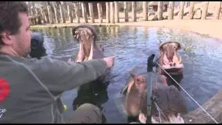 Hippos Open Mouth at Copenhagen Zoo