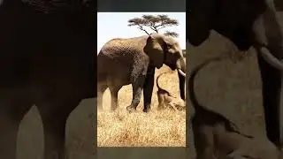 Lion&rsquo;s attack elephant #wildanimals #wildlife #animals #lion #elephant #shorts #viral #jungle #fight