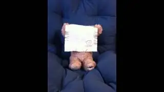 Lisa's stupid teddy bear