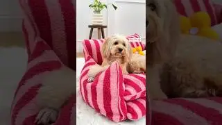 🛋️🐶 Stylish Striped Sofa for Your Furry Friend 🐾 #PetParadise #furbaby#doglover #petproduct #comfort