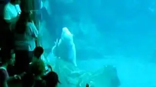 Baleia Beluga