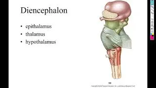 BI 241 Chapter 14 Brain, slides 20 through 53