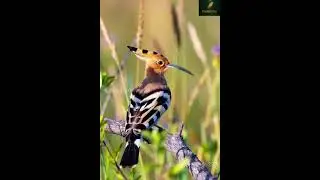 &ldquo;Majestic Hoopoe Bird | Nature Beauty Aesthetic&rdquo;--- @ FeatherVerse33