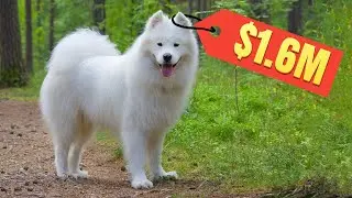 Top 5 Most Expensive Dogs In The World | AFFLUENT-OLOGY