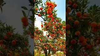 orange tree  orange farm in japan orange farm in china