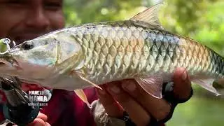 Menaklukkan Perlawanan Hampala & Toman di Sungai Palin | MANCING MANIA STRIKE BACK (07/02/26) Part 3