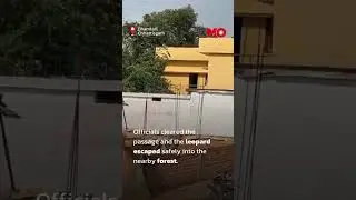Leopard Trapped Inside Bathroom in Chhattisgarh Village, Rescued Safely | Mo of Everything