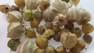 What's That Fruit - Ground Cherry