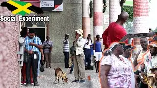 Asking Random People To Hold My Grandmother's Goat In Spanish Town  *Social Experiment*