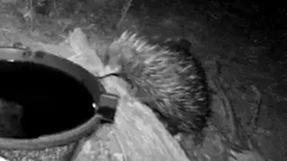 Echidna