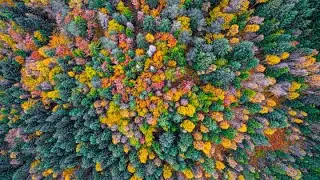 Nature's influence on design, part three