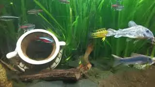 Juwel Rio 180 Liter wie es leibt und lebt...
