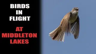 PHOTOGRAPHING BIRDS IN FLIGHT AT MIDDLETON LAKES RSPB & HOW TO REMOVE A COLOUR CAST.