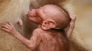 From Newborn to Naughty: Baby Monkey's Wild Growth Spurt!
