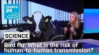 Bird flu in the US: What is the risk of human-to-human transmission? &bull; FRANCE 24 English
