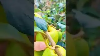 Este m&eacute;todo natural viene de Asia y se usa para acelerar la producci&oacute;n de frutales#fertilizante  #fr