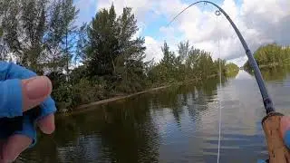 Big Snook on Fly