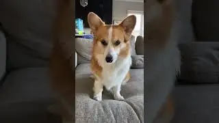 Ghost trend, corgi edition! #ghosttrend #ghostchallenge #corgi