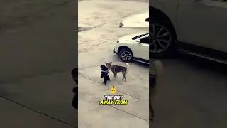 Hero Dog Steps In Just in Time to Save Boy