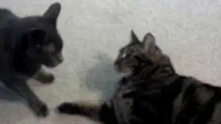 Fat cat vs. Skinny cat