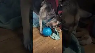 Diesel plays ball # German Shepherd