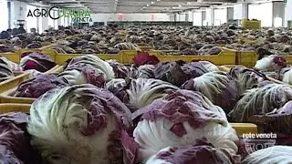 AgriCULTURA VENETA - 21/05/2016 - MERCATO DI CHIOGGIA